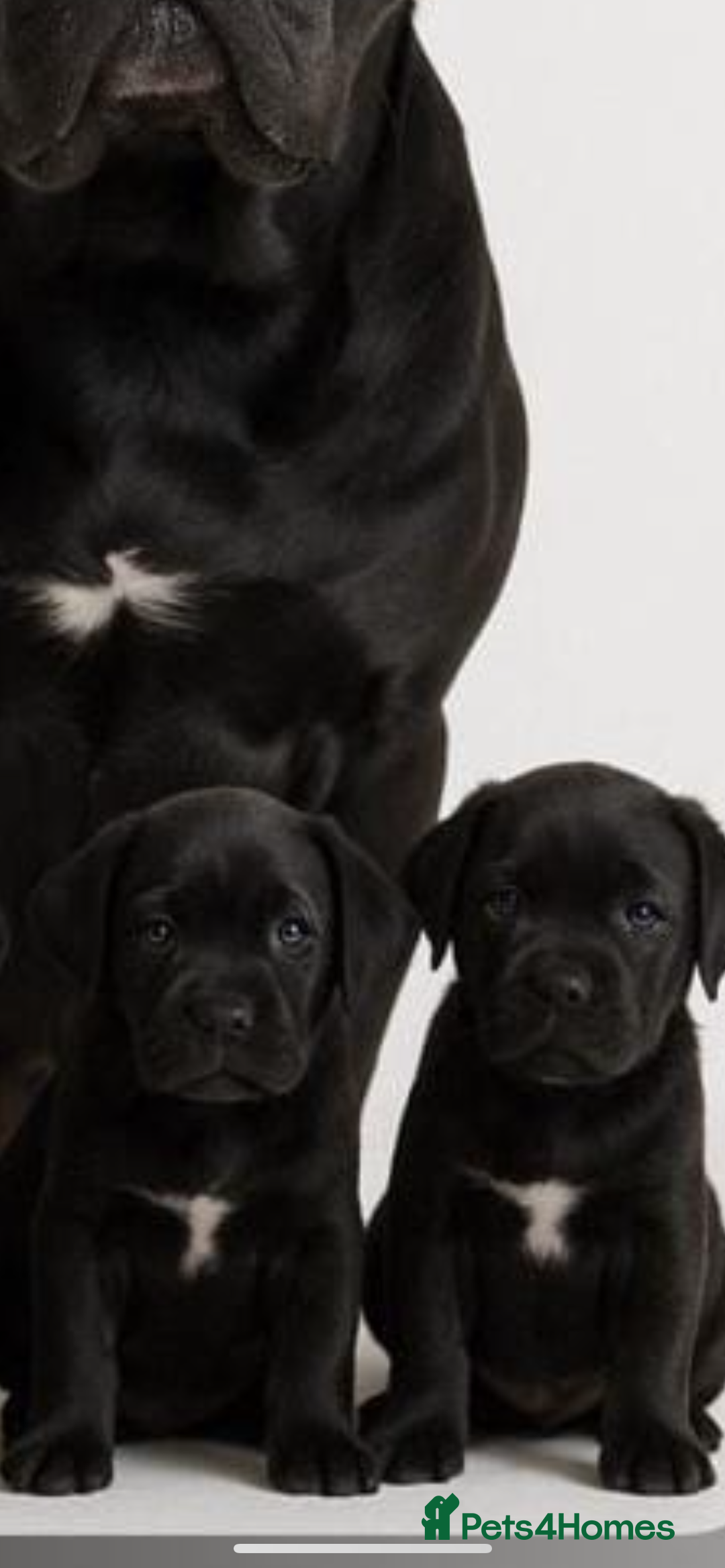 Cane Corso dogs for sale: Full pedigree cane corso - Advert 9
