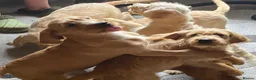 Labradoodle dogs for sale: Beautiful Labradoodle Puppies For Sale - Advert 4