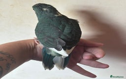 Parakeets birds for sale: Hand reared kakariki - Image 5