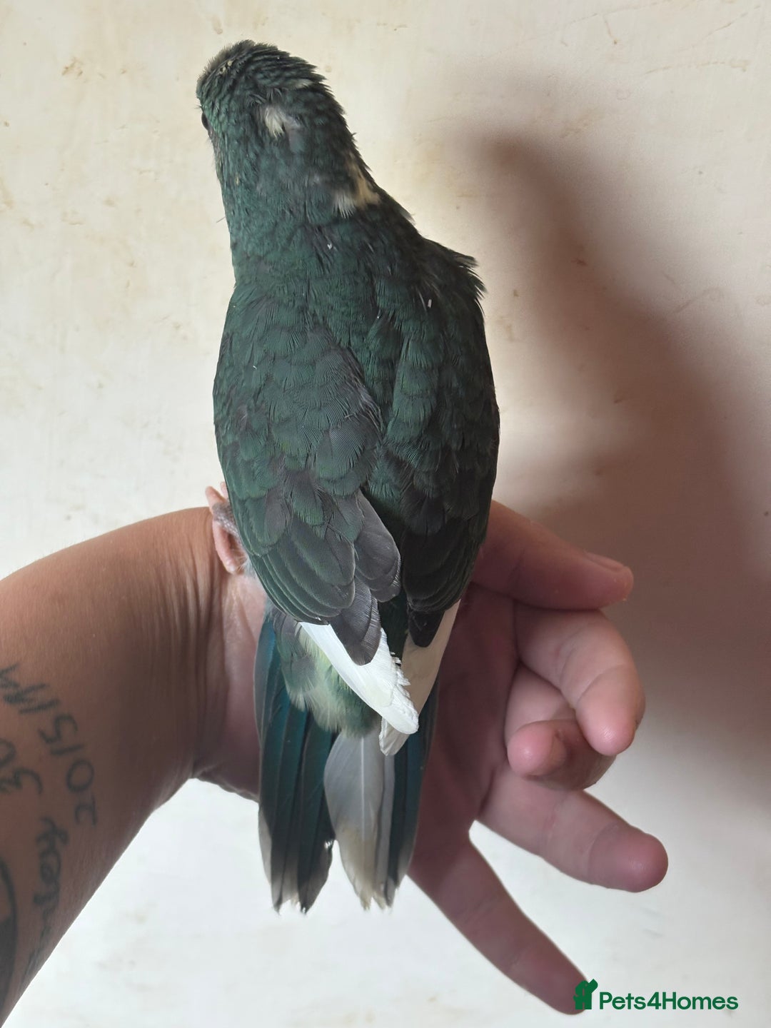 Parakeets birds for sale: Hand reared kakariki - Image 5