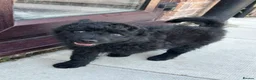Mudi dogs for sale: KC registered Hungarian Mudi puppies  - Advert 27