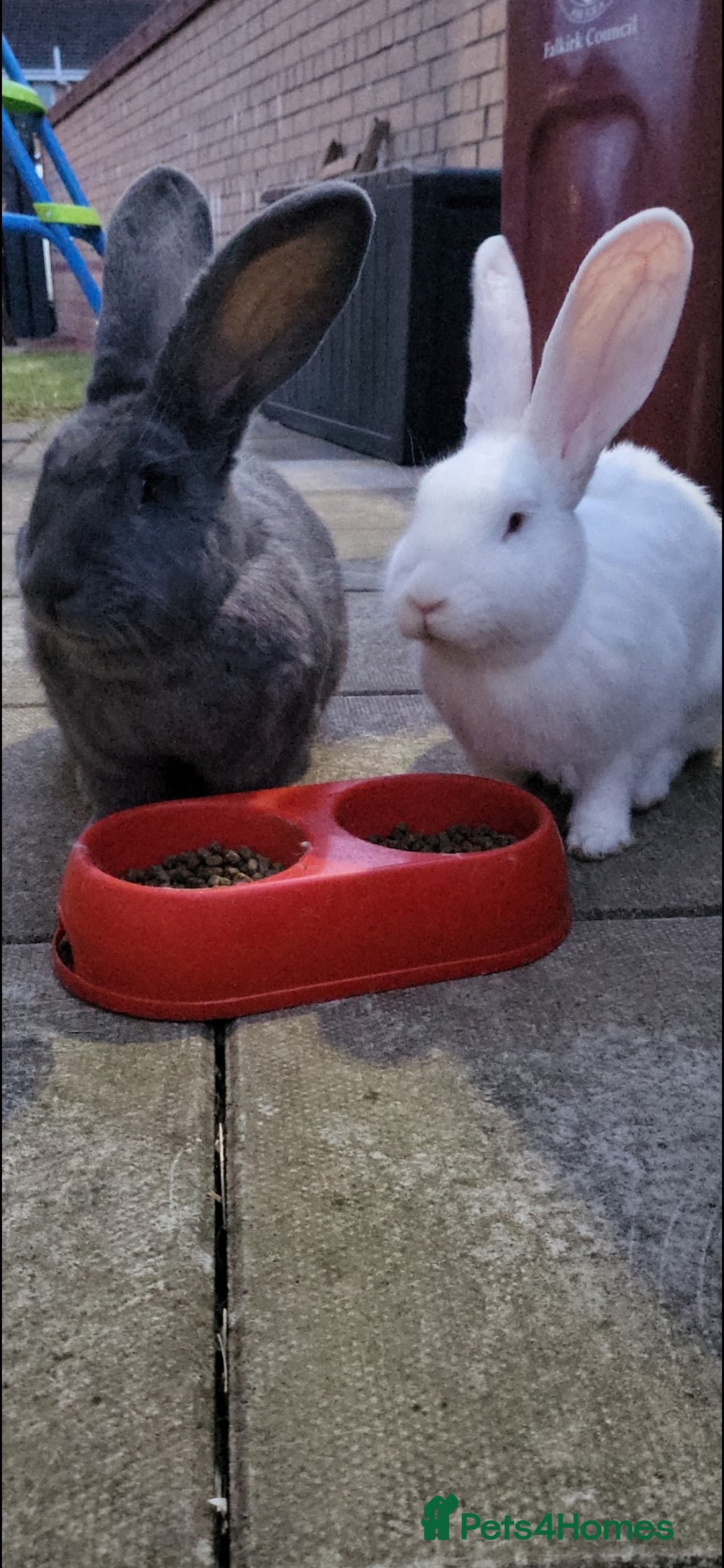 Continental Giant rabbits Continental Giant Rabbits  - Advert 8