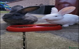 Continental Giant rabbits for sale: Continental Giant Rabbits  - Image 1