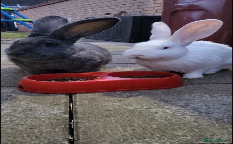 Continental Giant rabbits - Advert 1