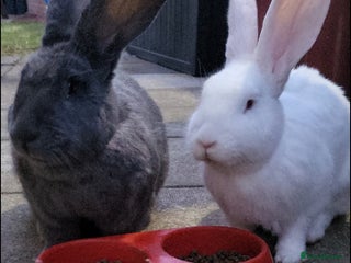 Continental Giant rabbits - Advert 13