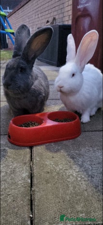 Continental Giant rabbits - Advert 12