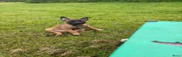 Belgian Shepherd Dog dogs for sale: *****Professionally Trained Boy & Girl Pups***** in Sutton Coldfield - Advert 22