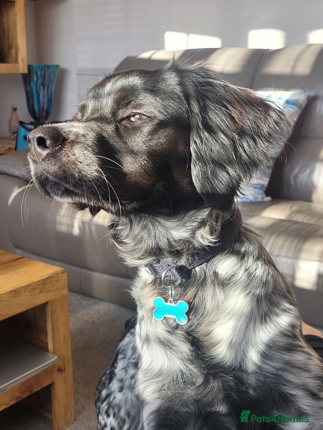 Brittany Spaniel dogs for sale: Brittany Spaniel 8 months old - Advert 1