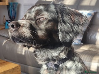 Brittany Spaniel dogs for sale: Brittany Spaniel 8 months old - Advert 1