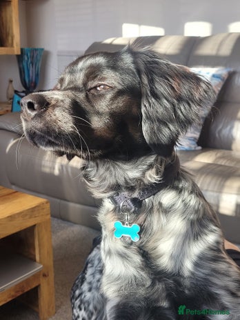 Brittany Spaniel dogs Brittany Spaniel 8 months old - Advert 1