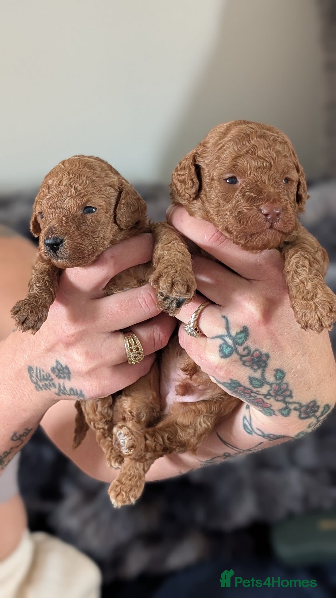 Cavapoo dogs for sale: Beautiful Cavapoo X toy poodle puppies  - Image 27