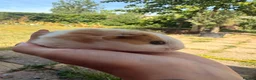 Guinea Pig rodents for sale: Baby guinea pigs  - Advert 12