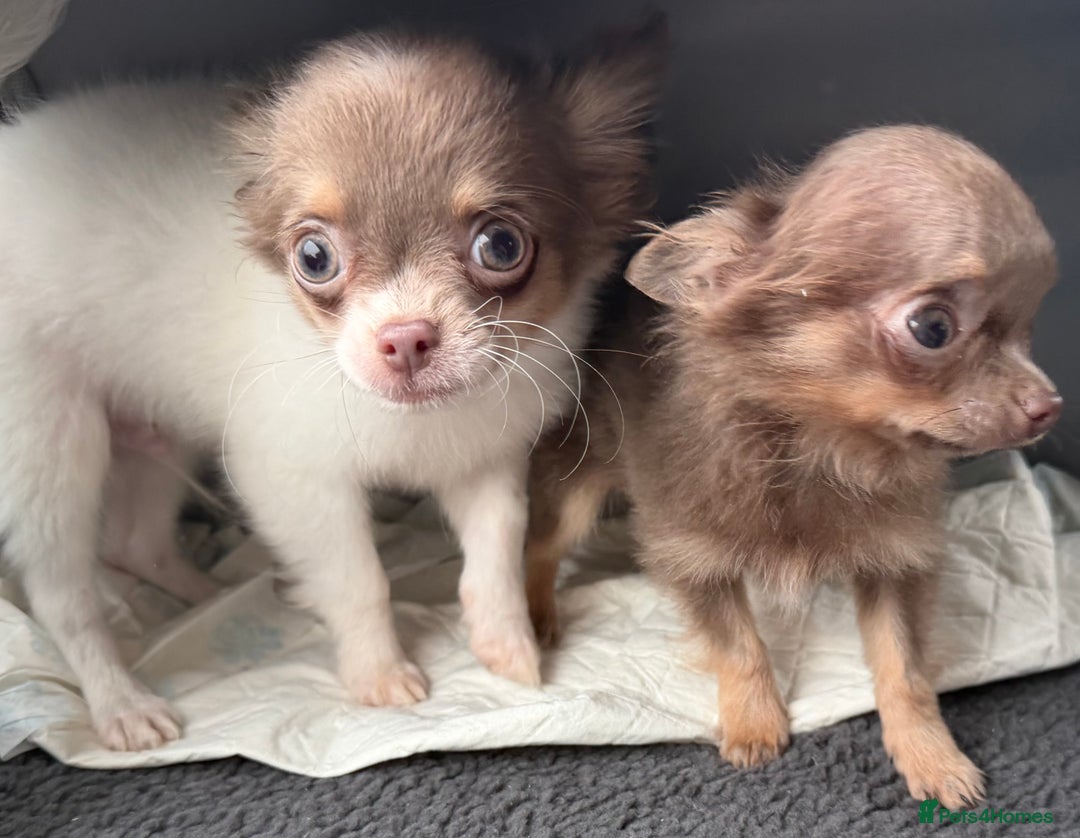 Chihuahua dogs for sale: Ready to go White/Lilac Parti Chihuahua - Advert 12