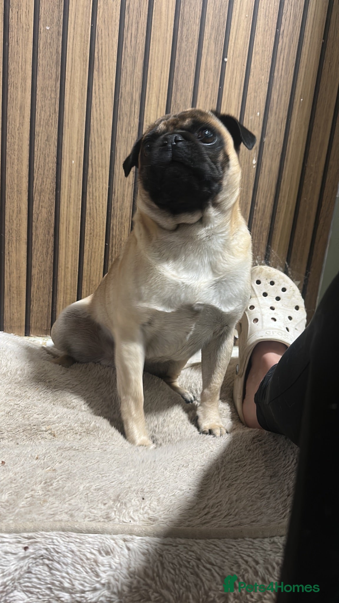 Pug dogs Pug for stud - Advert 1