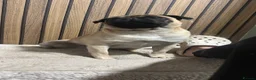 Pug dogs for stud: Pug for stud in Peterborough - Advert 1