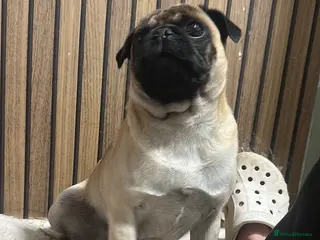 Pug dogs Pug for stud - Advert 4