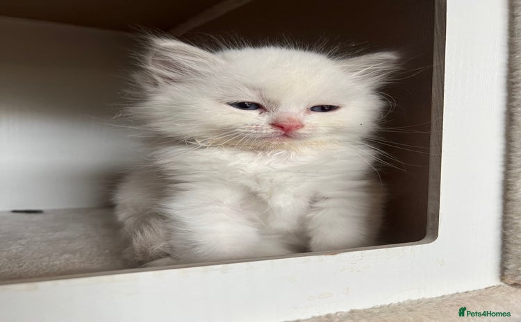 Ragdoll cats - Advert 14