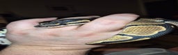 Python Snake reptiles for sale: 2 Royal Pythons  - Advert 3