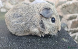 Guinea Pig rodents for sale: Male guinea pigs - Image 5