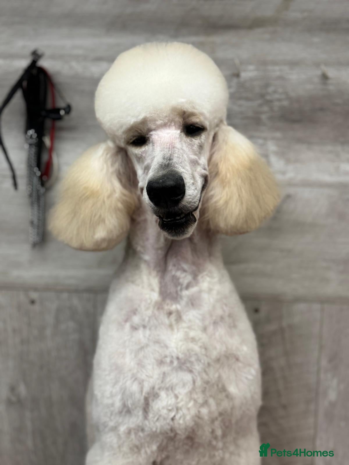 Standard Poodle dogs Elegant White Standard Poodle – Exceptional Lines - Advert 6