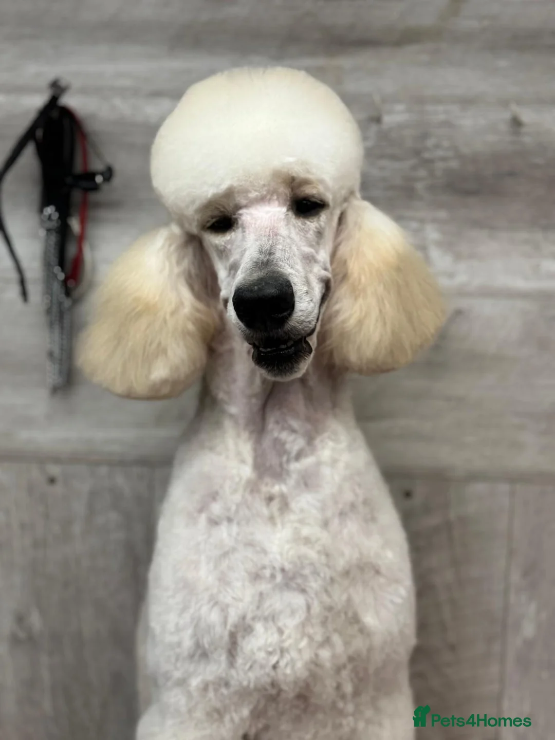 Standard Poodle dogs for sale: Elegant White Standard Poodle – Exceptional Lines - Advert 1