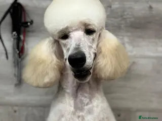 Standard Poodle dogs Elegant White Standard Poodle – Exceptional Lines - Advert 6