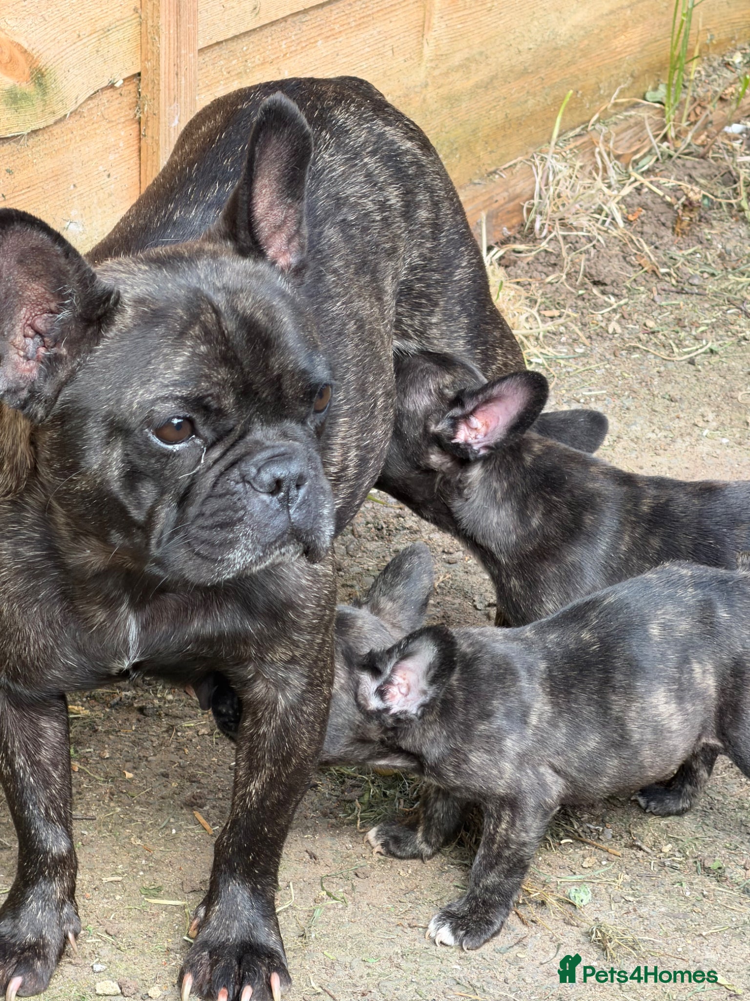French Bulldog dogs KC registered French Bulldogs Ready to go - Advert 10