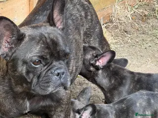 French Bulldog dogs KC registered Frenchies Ready to go - Advert 5