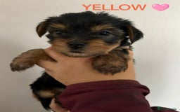 Yorkshire Terrier dogs for sale: Yorkshire terrier puppies  - Image 2