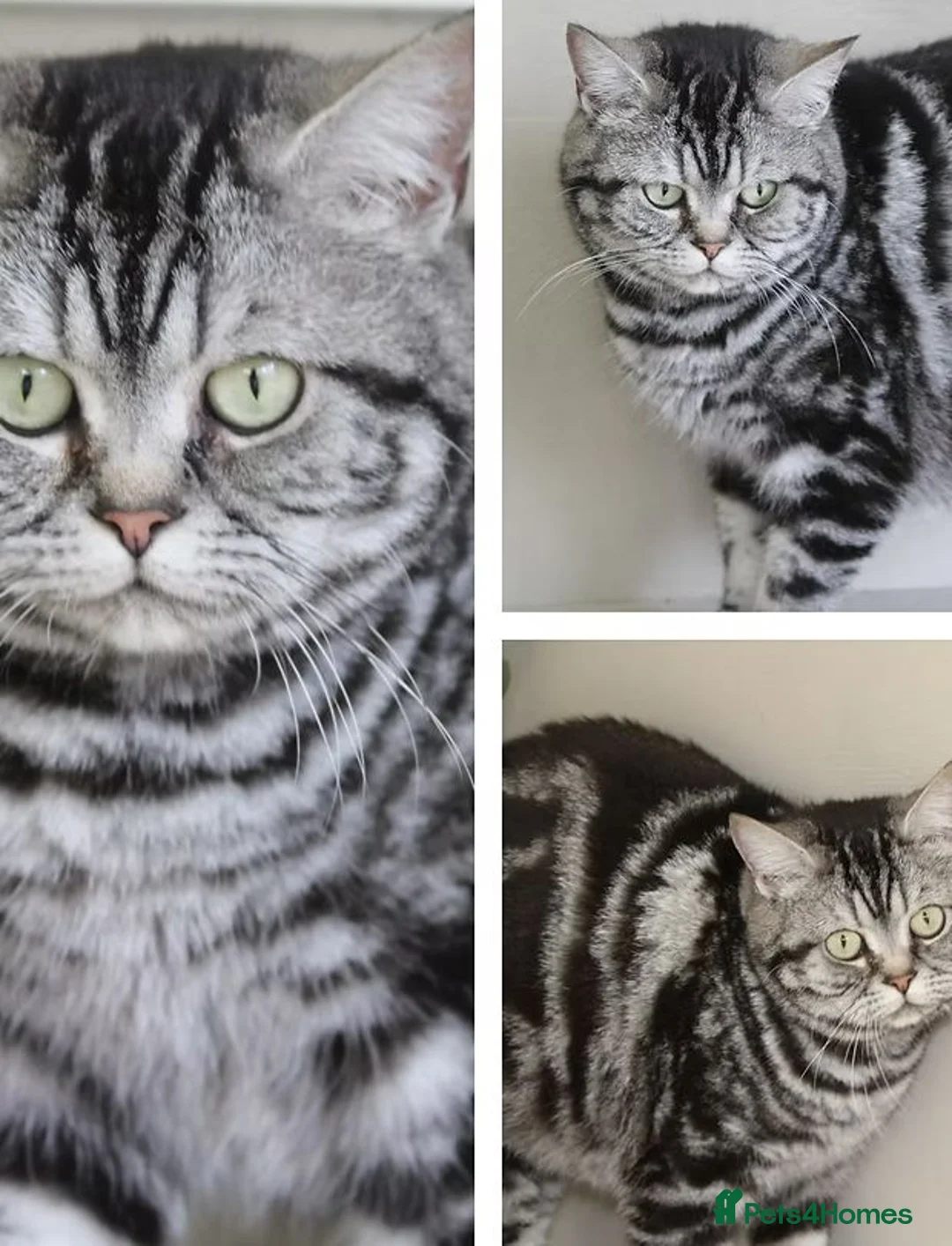 British Shorthair cats for sale: 🌟Super Rare Litter!!🌟Pedigree British Shorthairs - Advert 6