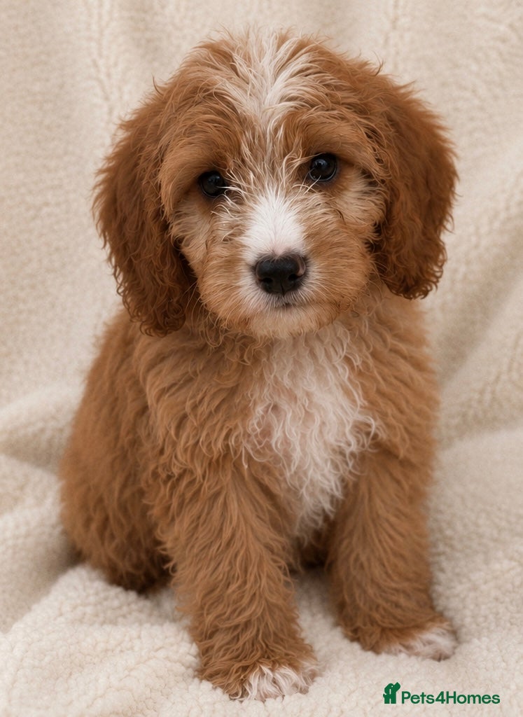 Cockapoo dogs F1 cockerpoo  - Advert 2