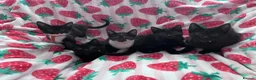 Mixed Breed cats for sale: 5 Kittens Ready to Go! - Advert 2