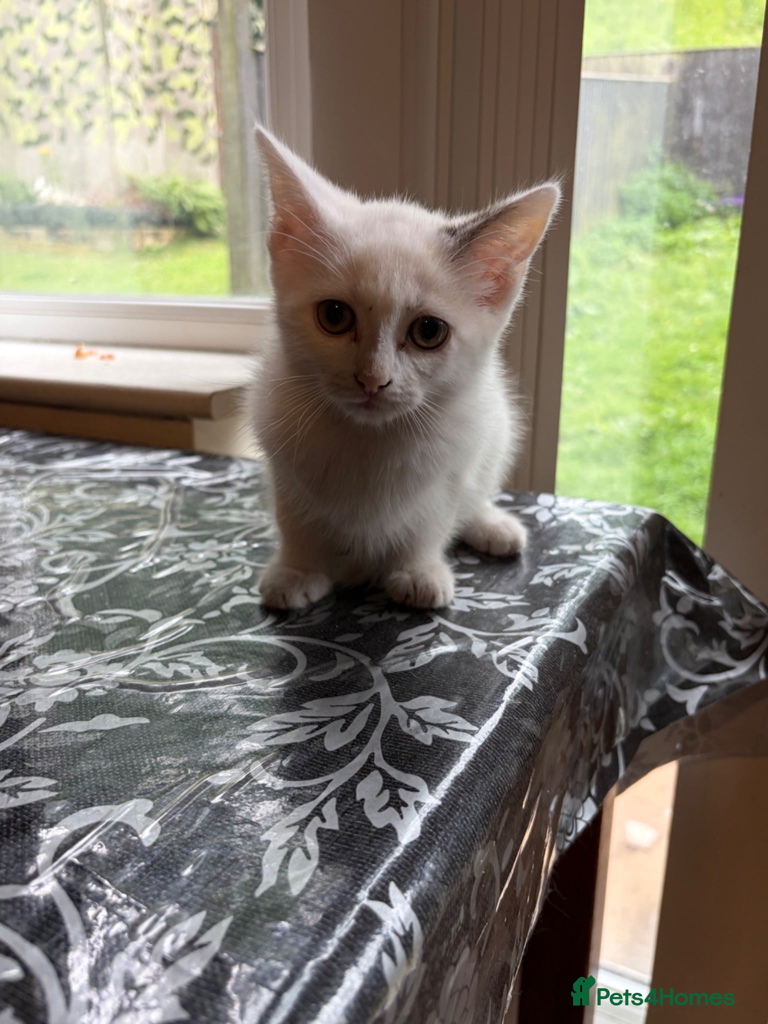 Mixed Breed cats Grey and White girl kitten  - Advert 11