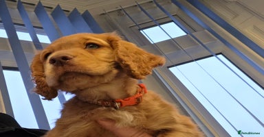 Cocker Spaniel dogs Ready now🐶X1 boy left🐶working cocker spaniel - Advert 7