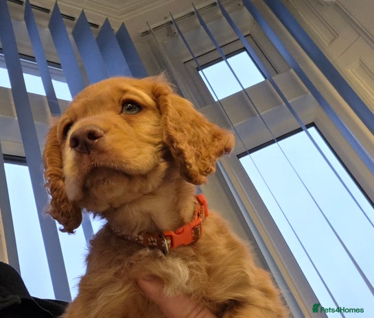 Cocker Spaniel dogs Ready now🐶X1 boy left🐶working cocker spaniel - Advert 9