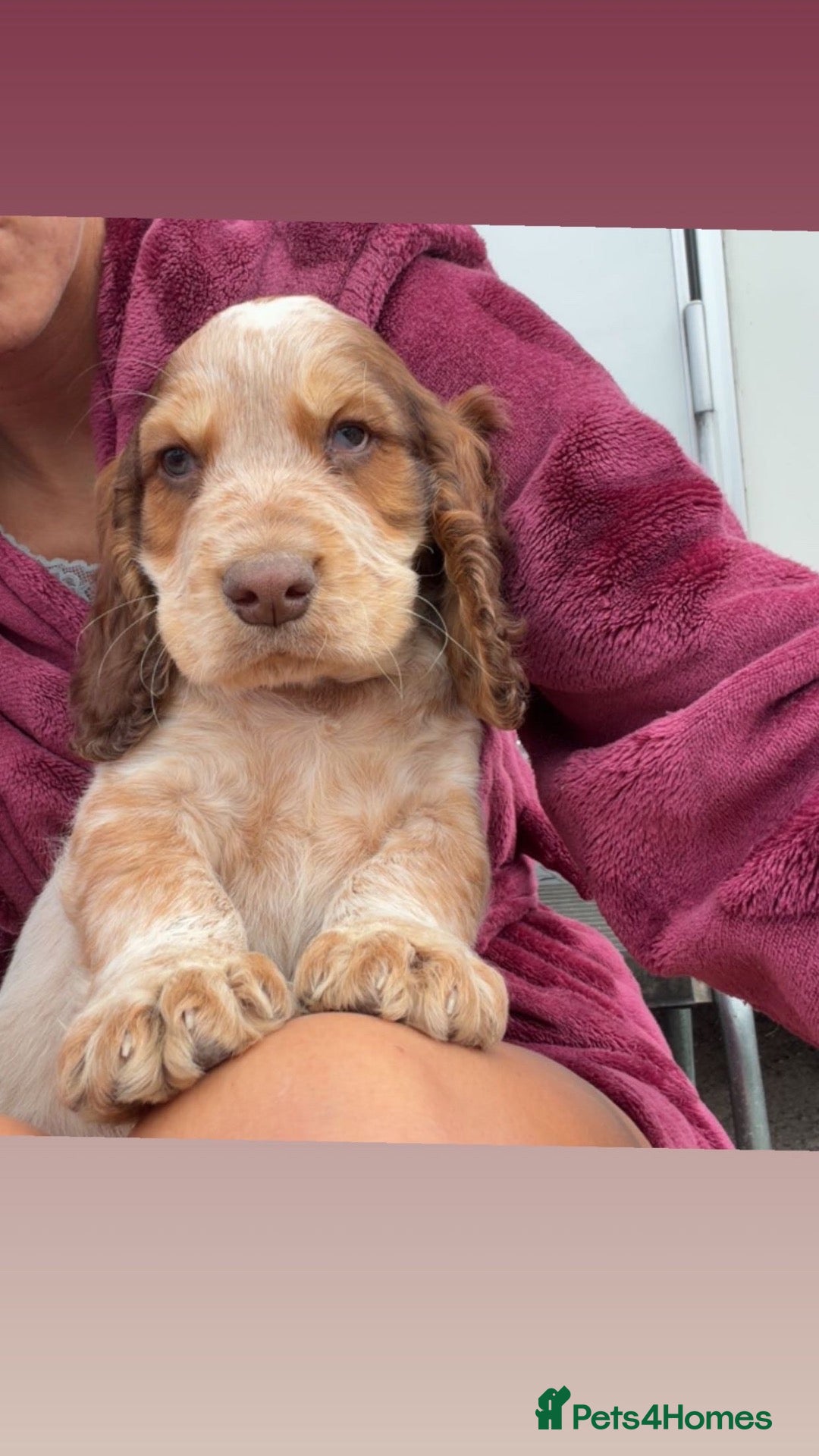 Cocker Spaniel dogs Boy cocker Spaniel pups ready to go - Advert 3