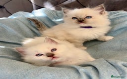 Ragdoll cats for sale: Perfect little blue point Ragdoll girls x5 - Image 15