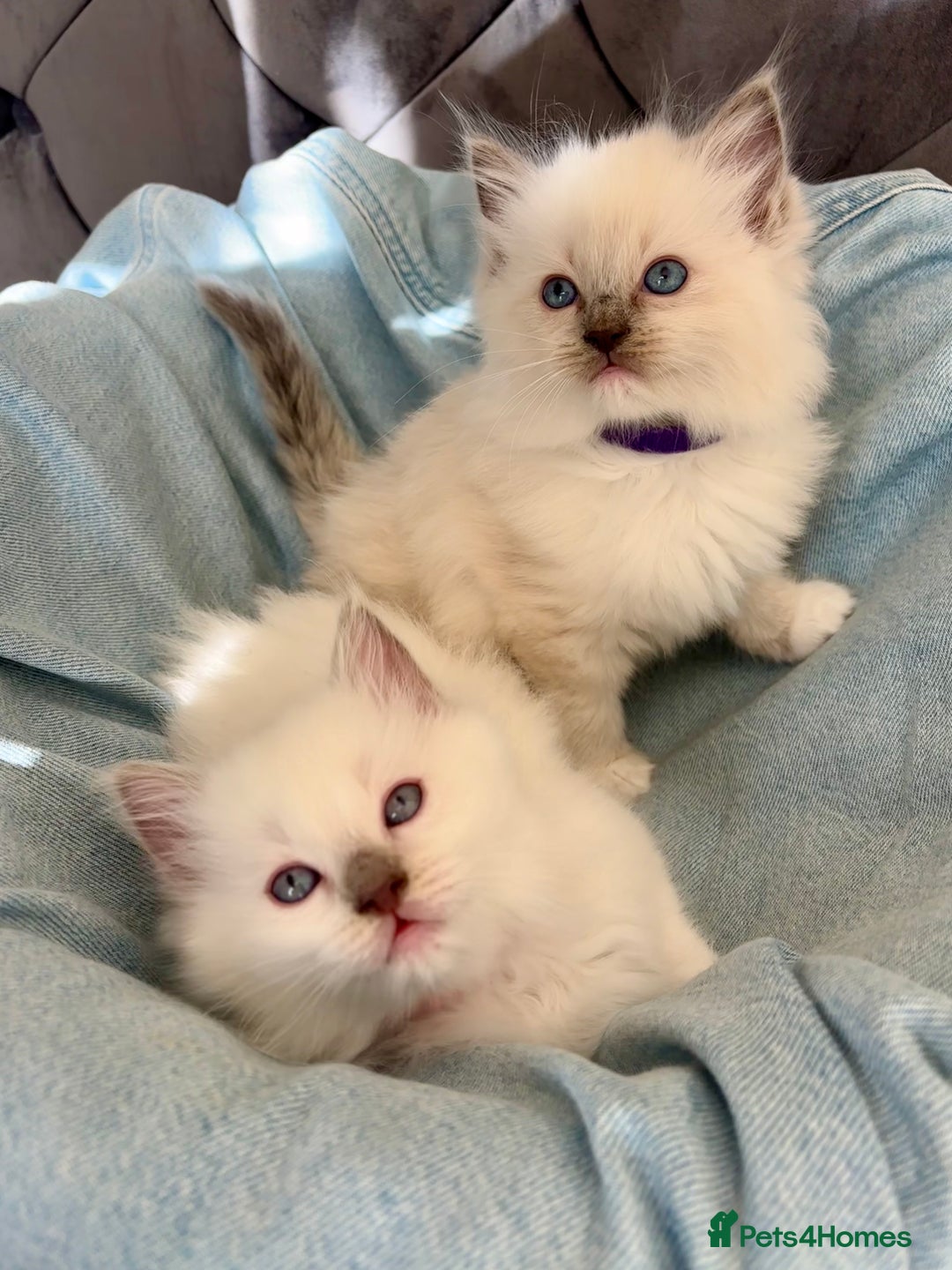 Ragdoll cats for sale: Perfect little blue point Ragdoll girls x5 - Image 15