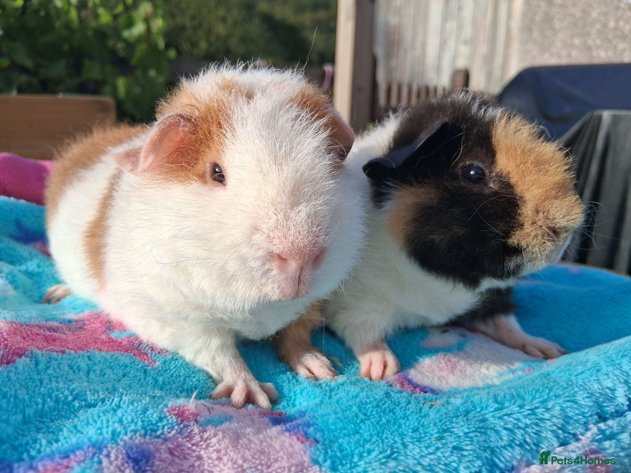 Guinea Pig rodents 2 Teddy baby boars - Advert 1