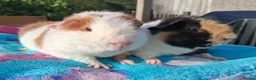 Guinea Pig rodents for sale: 2 Teddy baby boars - Advert 1