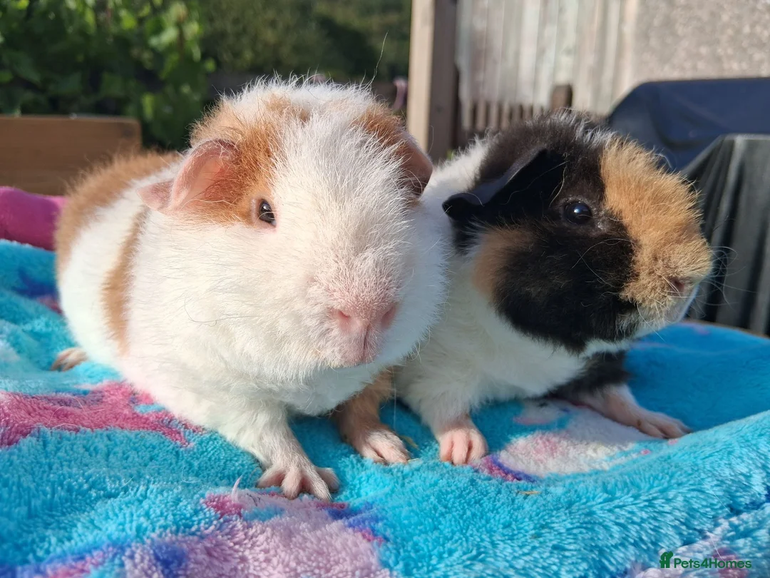 Guinea Pig rodents for sale: 2 Teddy baby boars - Advert 1