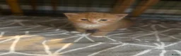 Mixed Breed cats for sale: Gorgeous Kittens with Wonderful Personalities - Advert 22