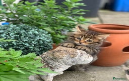 Toyger cats for sale: Tabby kittens  - Image 4