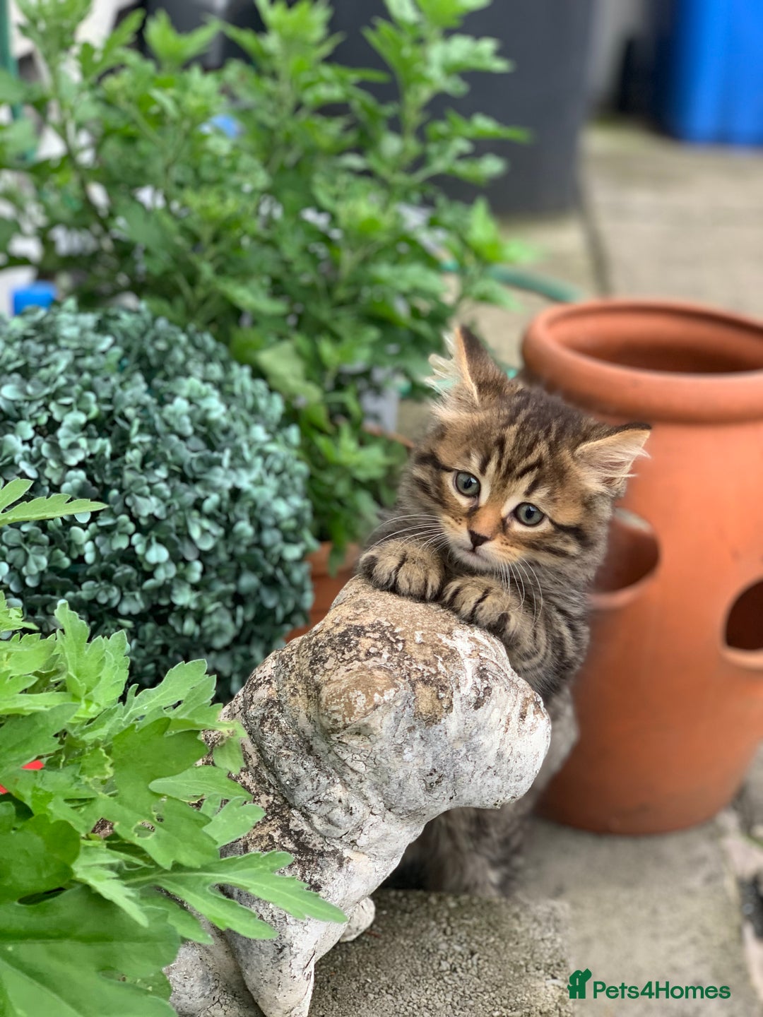 Toyger cats for sale: Tabby kittens  - Image 4