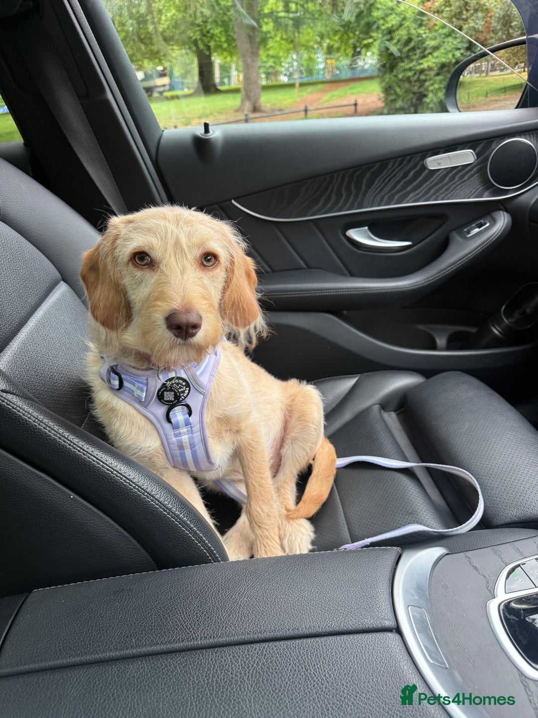 Labradoodle dogs for sale: 8 month old Miniature Labradoodle Bonnie  - Image 3