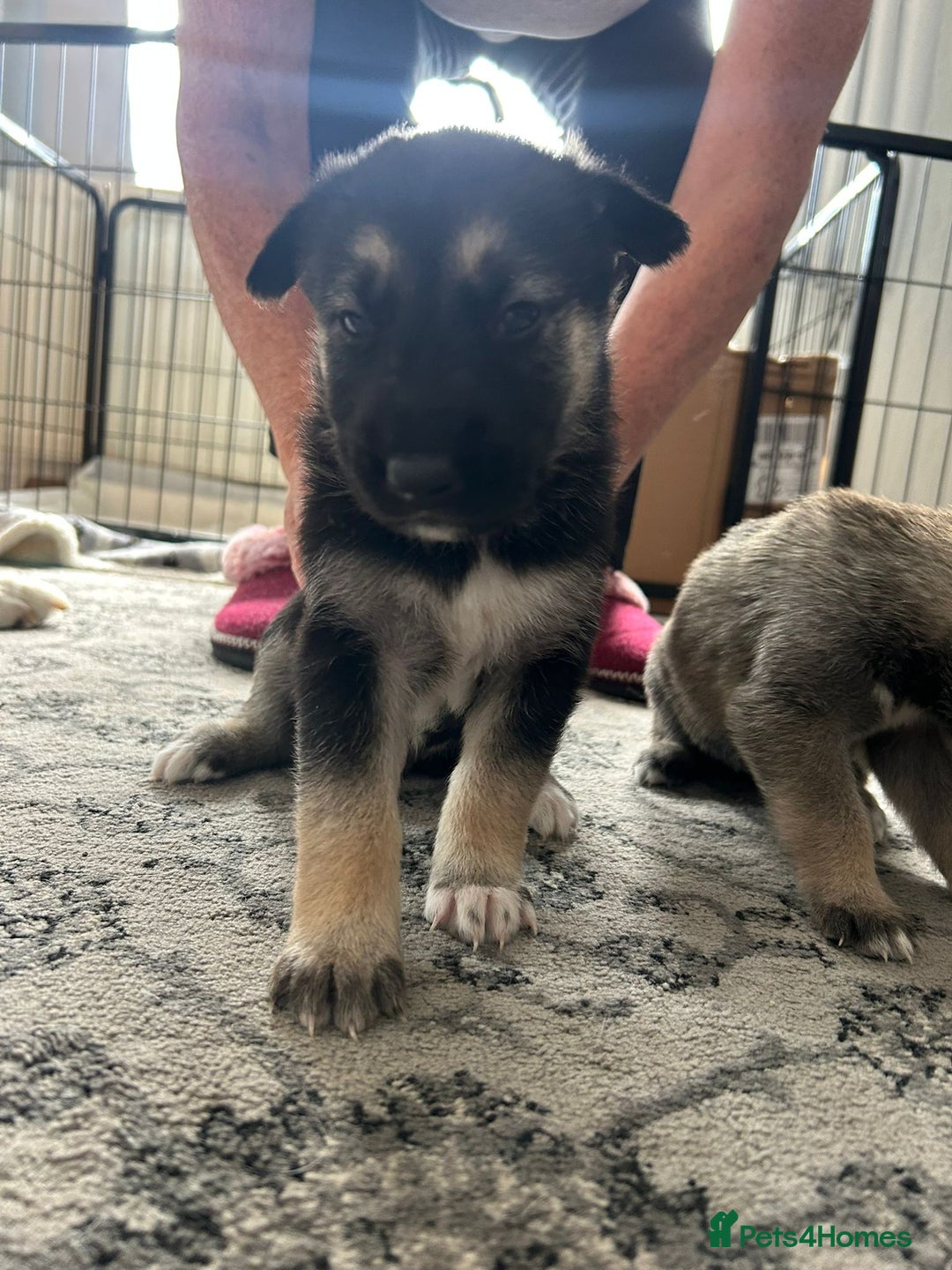 Shepsky dogs for sale: Shepsky - Image 9