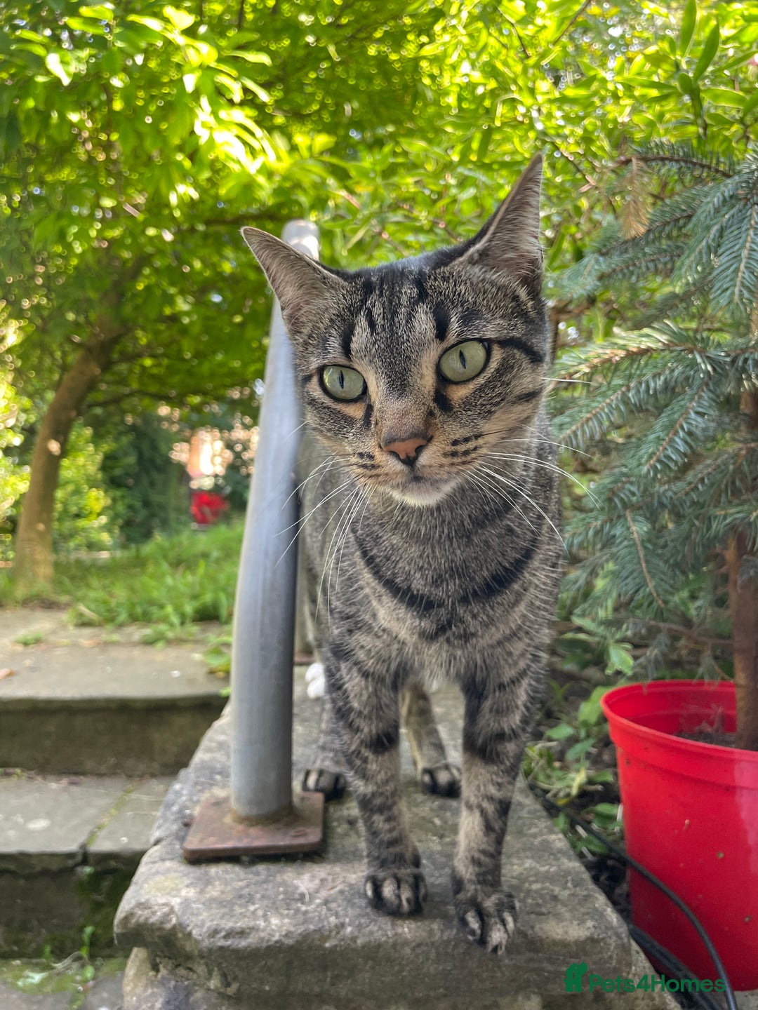 Domestic Shorthair cats for sale: Inigo and Daisy - Advert 7