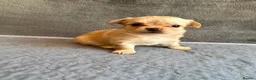 Chihuahua dogs for sale: LONG HAIRED APPLE HEAD CHIHUAHUA PUPPIES in Manchester - Advert 5