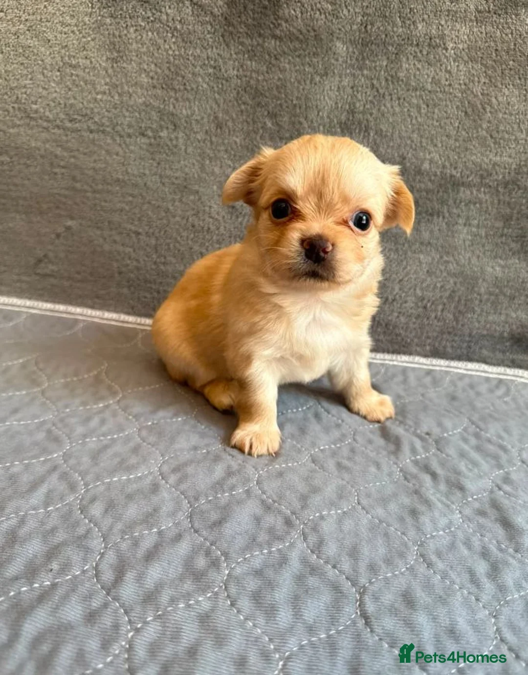 Chihuahua dogs for sale: LONG HAIRED APPLE HEAD CHIHUAHUA PUPPIES in Manchester - Advert 5