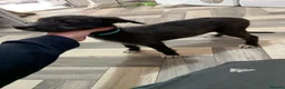 Lurcher dogs for sale: Lurcher puppies - Advert 2